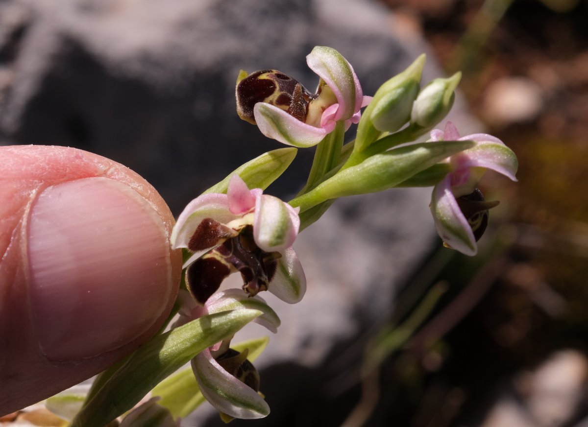 Orchidee di Marzo - Dalla Grecia con passione